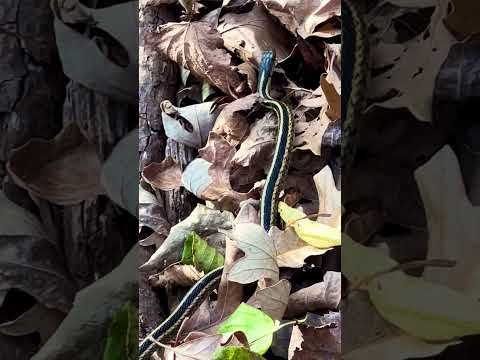 #snake at #Minnesota #valley #wildlife #refuge, #Bloomington #Minnesota #mn #reptile #nature #animal