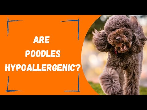 The Right Hypoallergenic Pup For You: The Benefits Of Owning A Poodle