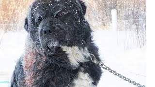 Chained In Freezing Cold - A Dog's Rescue and Happy Ending