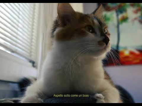 PIVAKA - СПОКОЕН (Домашно Видео)  Prod.by Semeto