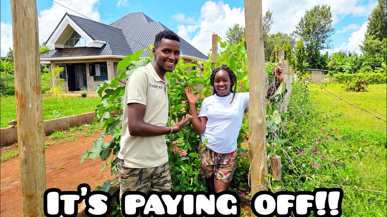 Our Fruit Trees Are Finally Fruiting 💰🍊 | How Our Dream Home Garden Is Paying Off!