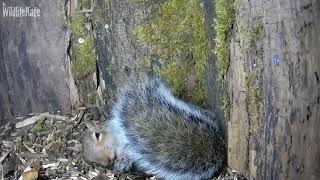 Squirrel wakes up in tawny box