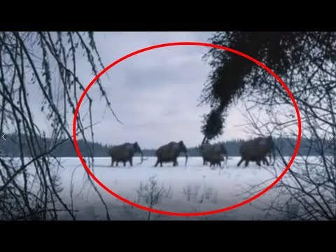 5 ECHTE AUFNAHMEN DIE EIN MAMMUTE ZEIGEN!