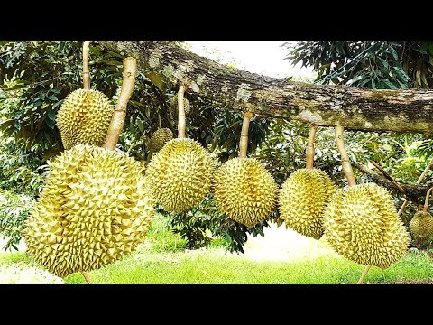 Asia Durian Farm and Harvest - Asian Durian Cultivation Technology and Durian Processing