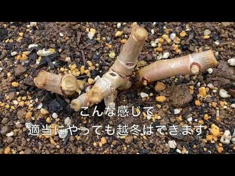 園芸 越冬バルコニーゼラニウム