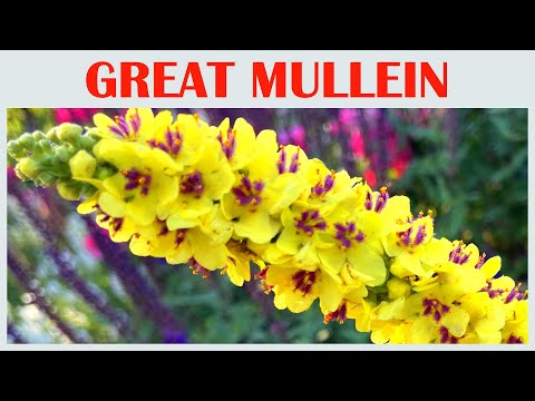 A Thousand Yellow Whispers of the Great Mullein,  flower scenery, beautiful flowers