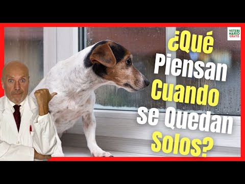 ✳️ WHAT DO DOGS THINK WHEN THEY ARE LEFT ALONE? ✳️ SEPARATION ANXIETY IN DOGS