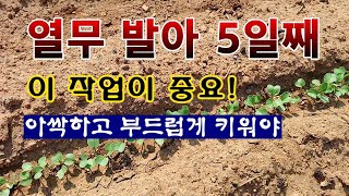 [텃밭농부 1,832]  열무를 아싹하고 부드럽게 키울려면 발아 5일후 이작업 해 주세요! #열무재배