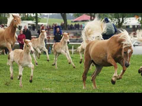 Haflinger Gestüt Meura - Weideauftrieb 2019