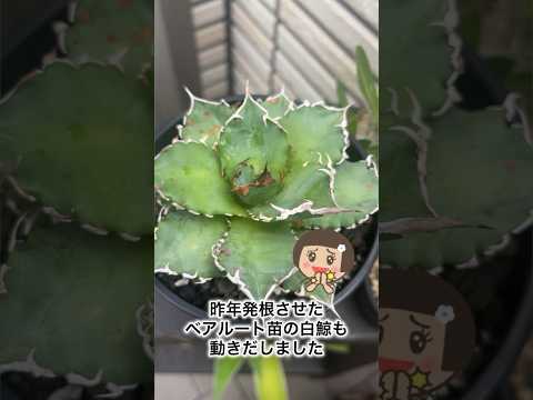 deco-balcon-plantes-fleurs-jardinières-coffre-fleurs