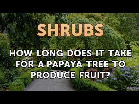 How to Prune a Bottlebrush Shrub