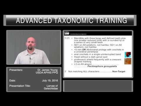 Larvae of Gelechiidae