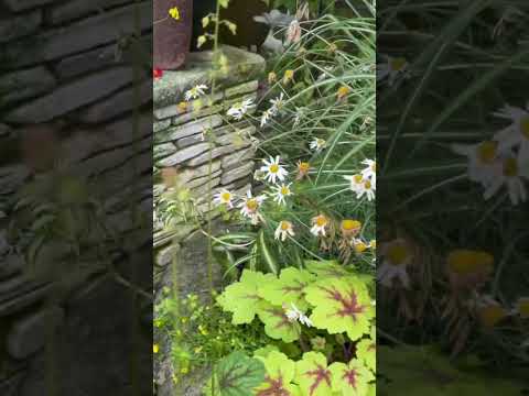 園芸 シュミーユの芳香植物園カミフォリア (49)