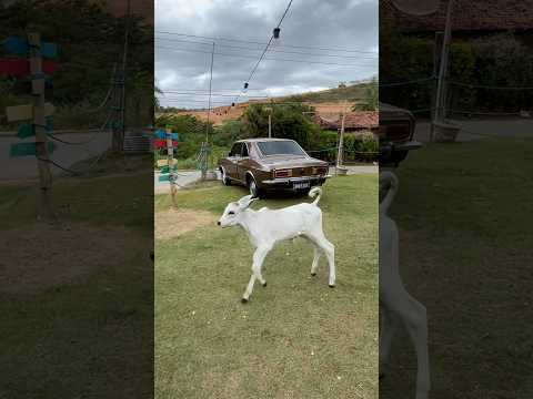 Restaurante Meidaroça, Nova União, MG #shortvideo #viajareeternizar #nelore #restaurantes #roça