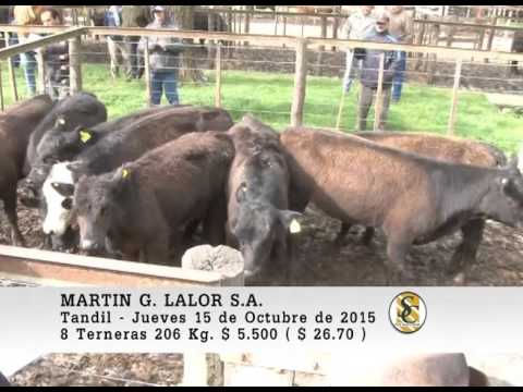 15-10-15 Venta de Invernada - Martin G. Lalor S.A. - Tandil.