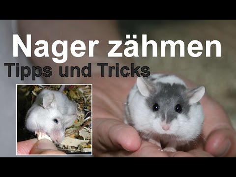 Als die Trichophytie der Nägel zu behandeln Die Lampe die Behandlung gribka der Nägel