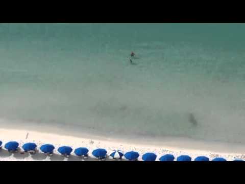 Tiburón Martillo Sorprende a Turistas en Varadero - Cuba