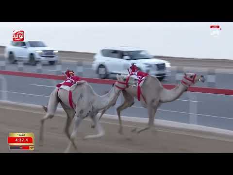 ش 1 (سيافه) لـ هجن الرئاسة 12:16:49 ، مهرجان ختامي الوثبة 2026/05/18 حول