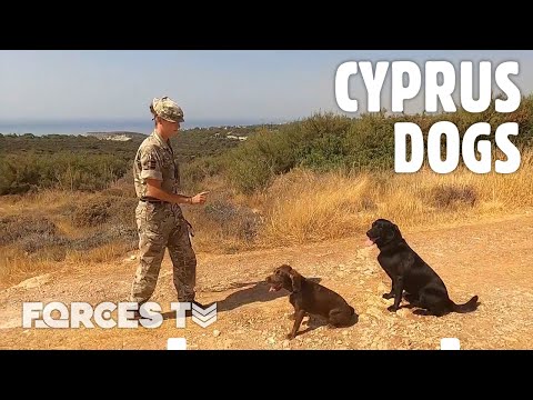 🐶 Inside Cyprus' Military Working Dog Troop 🚁 | Forces TV