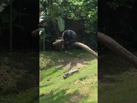Andean Spectacled Bear Medellin Zoo, Antioquia, Colombia #bears #colombia 2
