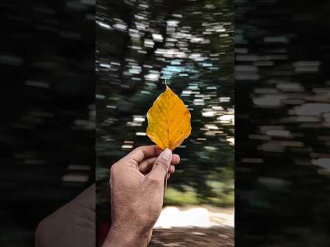 Try this Creative Photography with your phone 💡📱 Easy Trick #youtubeshorts  #photography