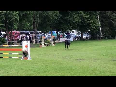 Hengststation Maas J. Hell  - Takashi Haase mit Central Park