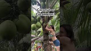 Coconut or Cocomelon? #tiktokviral #tiktok #bigo #bikini #trending #cocomelon #fatimakatebisan