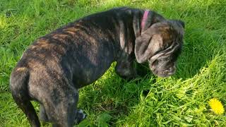 Video preview image #8 Mastiff Puppy For Sale in FULTON, NY, USA