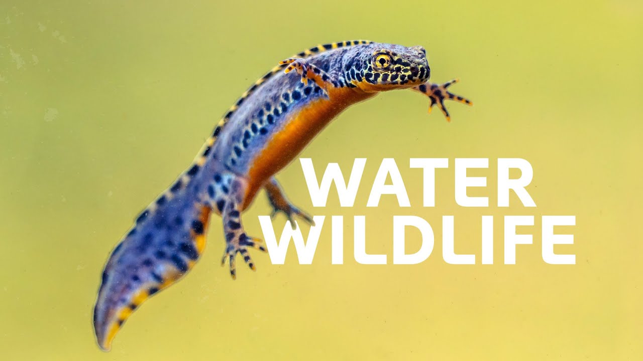 The Aquatic Life Beneath Germany's Alpine Landscapes