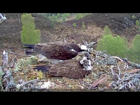 Domestic abuse? Aila the Loch Arkaig Osprey wants to take over from a reluctant Louis 3 May 2020
