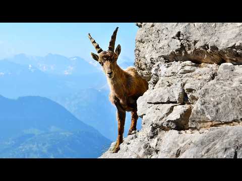 Ibex: Acrobats On The Rocks