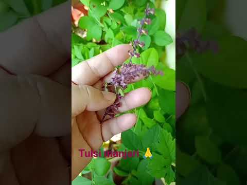 #tulsijikimanjari #tulsi #astrology #religion #manjari #tulsikeupay #tulsipujainkartik