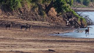 Filhote de antílope tenta fugir de cães selvagens e é pego por crocodilo!!!