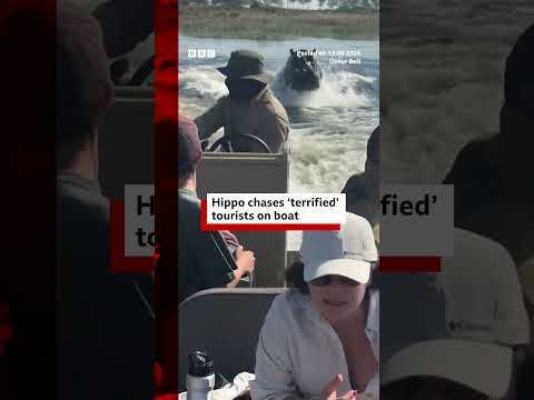Tour boat chased down by Hippo in Botswana, Southern Africa  #BBCNews