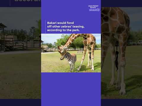 An unlikely friend duo is stealing hearts. See giraffe and zebra besties.