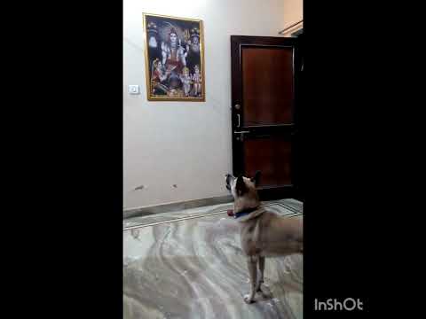 Jerry and Om namah shivay #youtubeshorts #youtubes