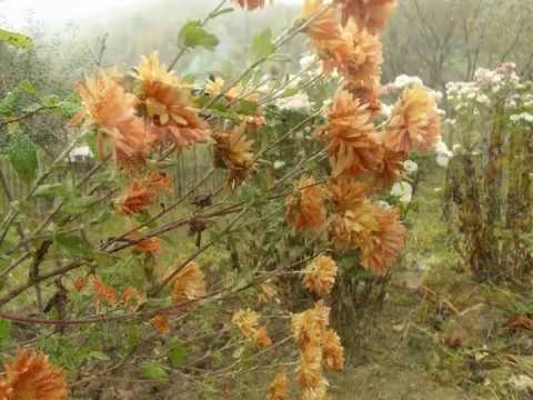 Lacramioara Asandoaie | Trece vremea