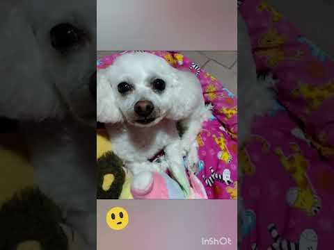 ¡Feliz día mi dulce compañía!!❤️🫶#Dia del animal#mascotasgraciosas.🐩