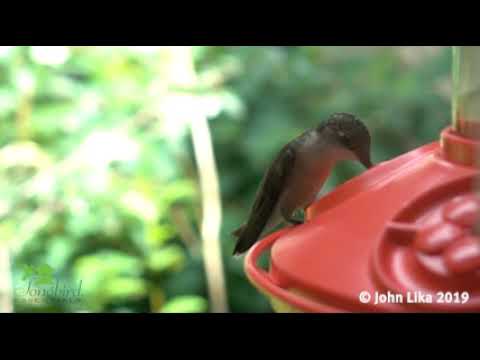 Hummingbird eating from a Dr. JB's Hummingbird Feeder