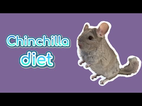 What To Feed Chinchilla