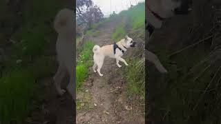 Video preview image #1 Pug-Shiba Inu Mix Puppy For Sale in Dana Point, CA, USA