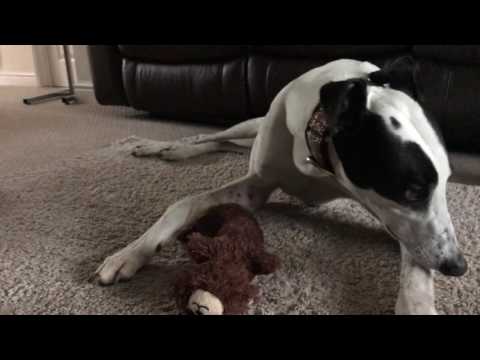 Greyhound First Day At Home