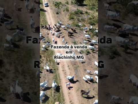 FAZENDA À VENDA – RIACHINHO, MINAS GERAIS – BRASIL  Área total de 18 mil hectares, com dupla aptidão