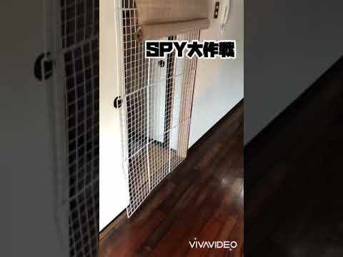 【癒し動画】Cotola大暴れ