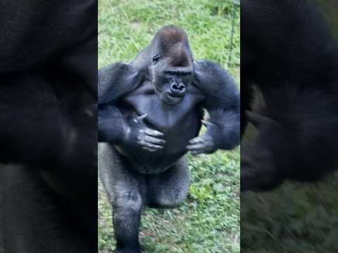 Massive Gorilla-Chest-Beating! #gorilla #kiyomasa #drumming