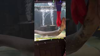 Download lagu the RISKS of buying a ELECTRIC EEL #viral #aquarium #pets #eel #electriceel #fishing mp3