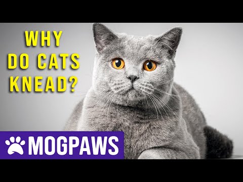 Why Do Adult Cats Knead Objects Like Kittens Do?