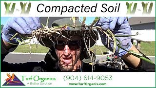 COMPACTED SOIL IN ST.AUGUSTINE GRASS (aeration)