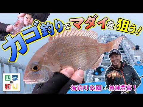 海釣り公園は魚種豊富！カゴ釣りでマダイを狙う（四季の釣り/2024年2月9日放送）