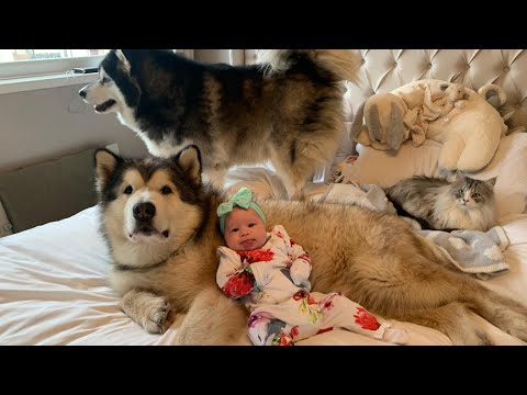 Nobody Can Separate This Big Dog and His Human Friend